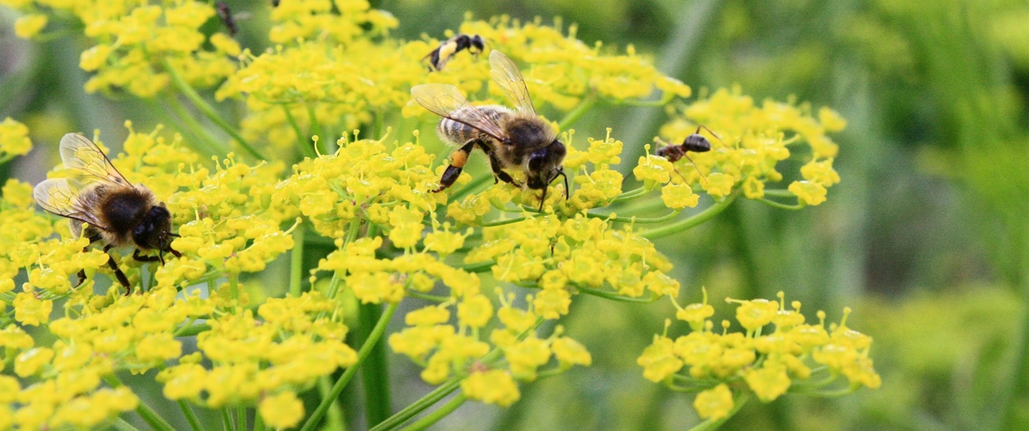Apiculture naturelle