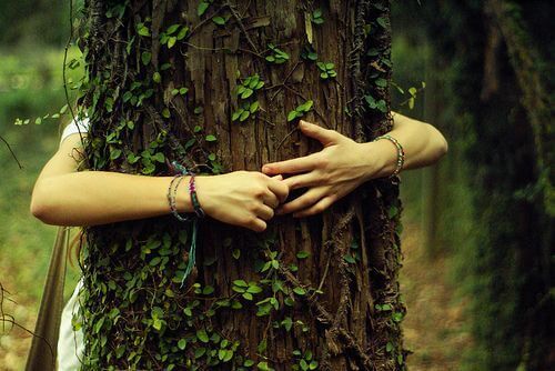 Stage taille douce des arbres - Bretagne