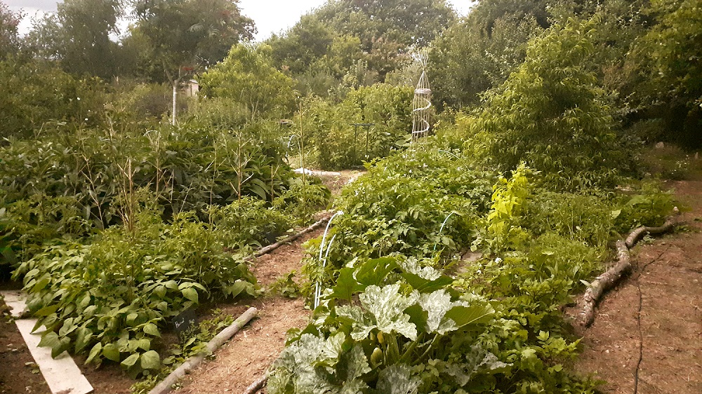 Culture multi-étagée : légumes, petits-fruits et arbres fruitiers.