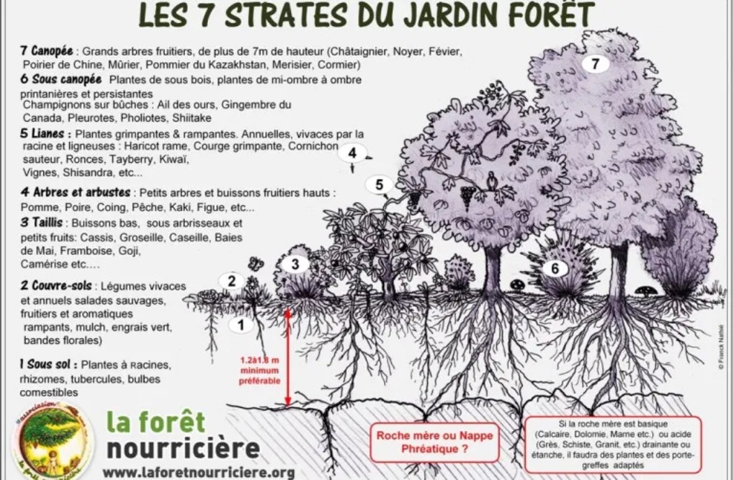 Les 7 strates du jardin-forêt - Copyright Association La Forêt Nourricière.