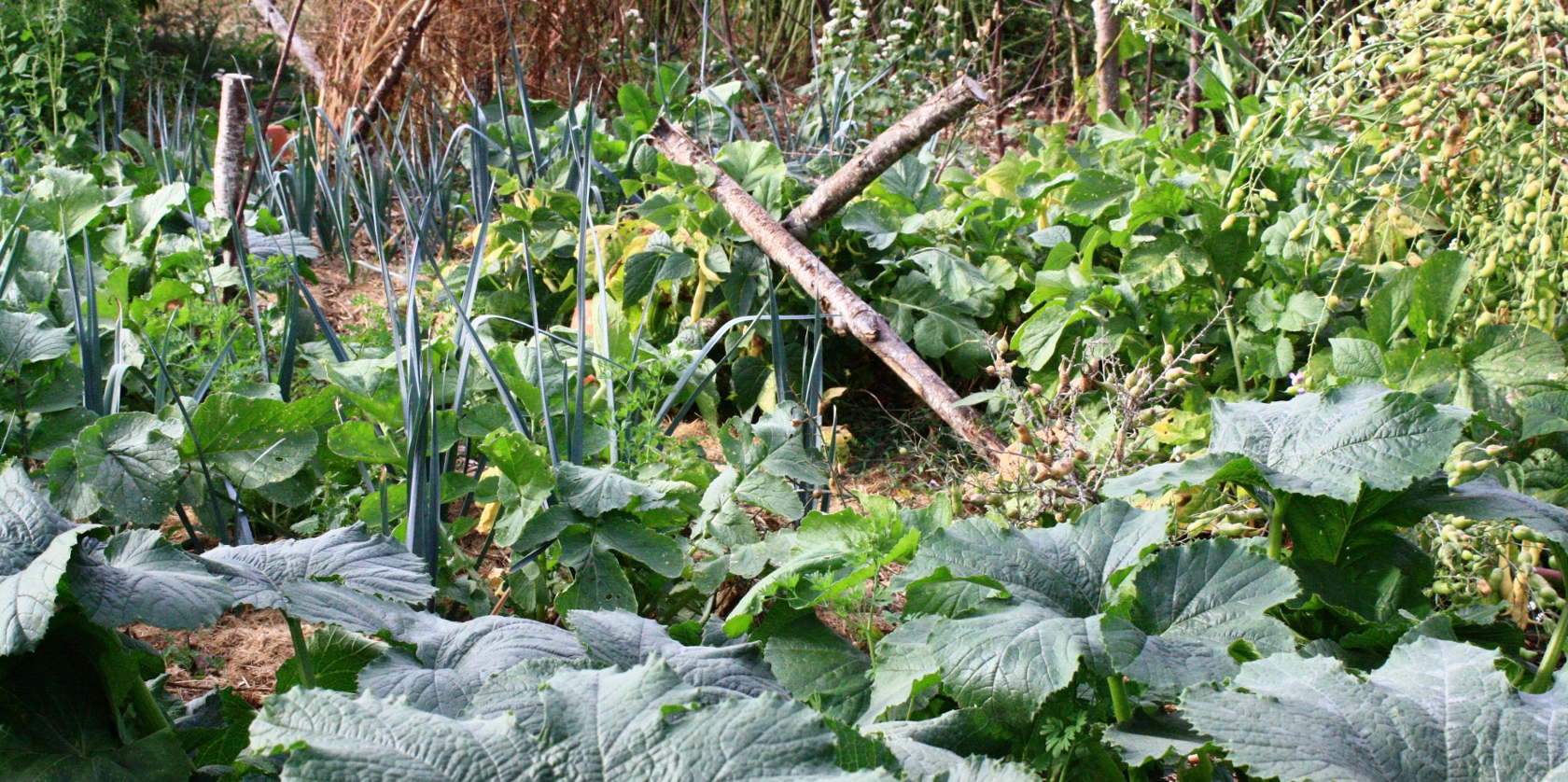 Cultures diversifiées dans un jardin conçu avec la permaculture en Bretagne